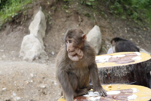 路边猴子坐在桌旁