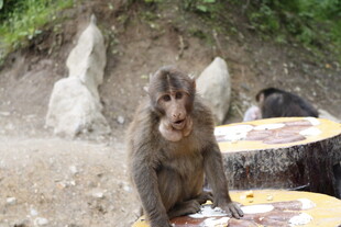 猴子坐在桌旁好奇张望