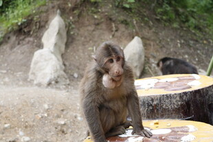 猴子坐在户外享用食物