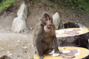 猴子坐在桌旁进食