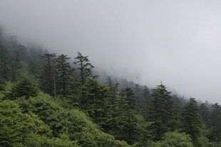 云雾缭绕的山林美景
