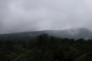 云雾缭绕的山林景观