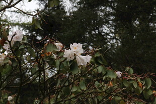 枝头绽放的洁白杜鹃花