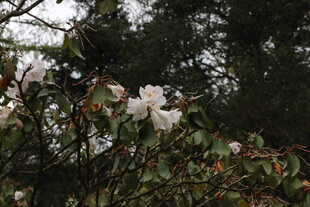 枝头绽放的美丽白杜鹃花