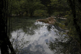 林间静谧溪流映树影