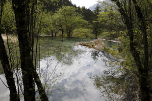林间静谧溪流景观