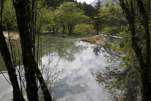 林间静谧溪流风景