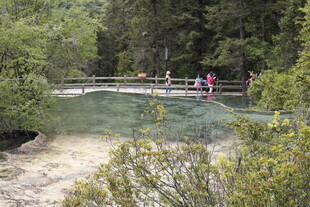 森林中的清澈浅溪景观