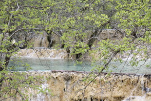 山间溪流旁的葱郁树木