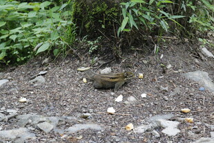 地面上的一只青蛙