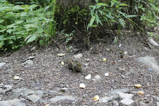 地面草丛边的小石子