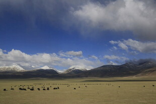 草原牧场景色如画