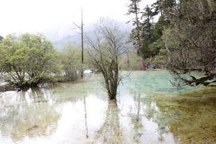山间清澈水域中的枯树