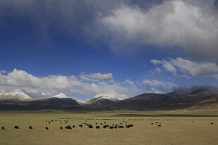 草原上的牛马与蓝天白云