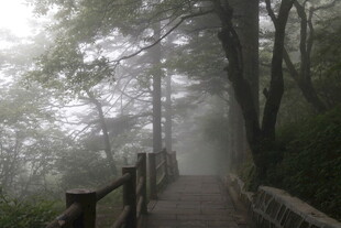 雾中林间木栈道