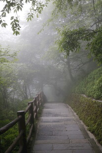 雾中木栈道 静谧山林景