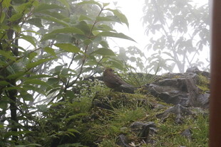 窗外绿意盎然的自然景致