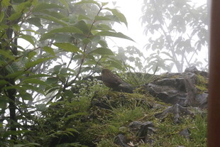 透过枝叶望朦胧山景