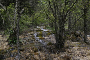 山林间的静谧溪流景色