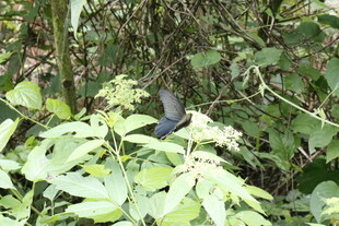 林中蓝鸟栖于繁茂绿植间