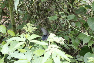 林间小鸟栖息于绿叶间