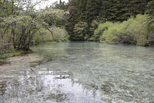 清澈溪流旁的葱郁景致