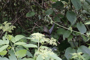 绿叶丛中的小鸟