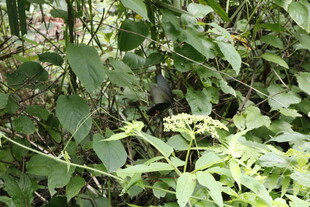 绿叶丛中的隐秘小鸟