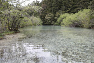 清澈溪流旁的葱郁景致