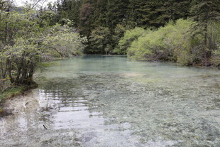 清澈山林间的幽美溪流