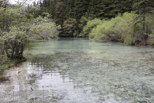 清澈溪流旁的葱郁景致