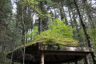 森林中独特的苔藓覆盖石台