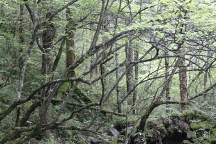 茂密森林中的繁茂植物景观