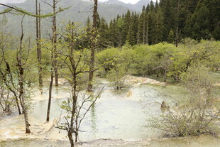 山间湿地枯树景观