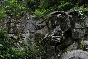 嶙峋山石与繁茂绿植景观