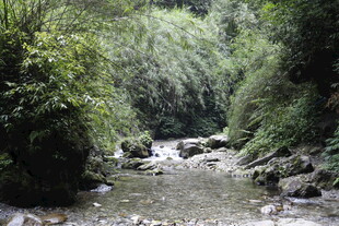 山间溪流 绿意盎然之景
