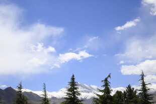 雪山松林与蓝天美景