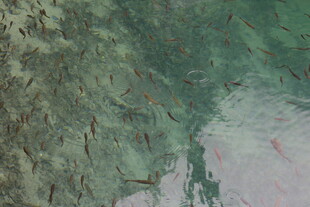 岩石上的小鱼群