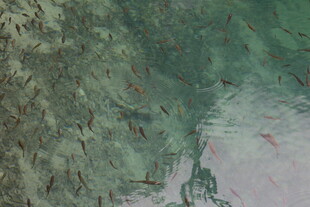 山林间的飞鸟与朦胧景致