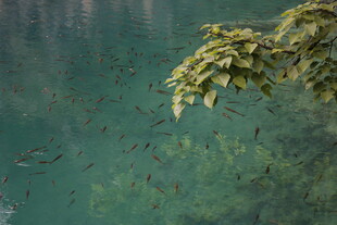 湖畔绿意 水中游鱼景致