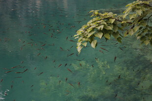 水下绿叶与群鱼的景致