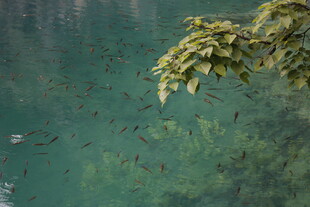 湖畔绿叶下的水中景象