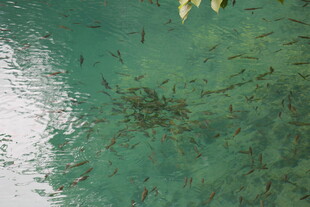 清澈水中游动的密集鱼群