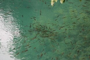 清澈海水中的密集鱼群