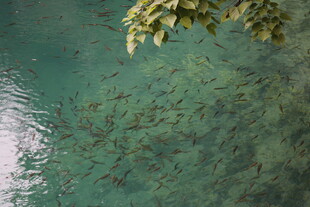 水下鱼群与水面绿植景观