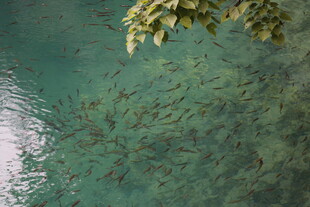 清澈水底与水面绿植景观