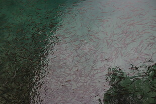 空中俯瞰河流与茂密植被