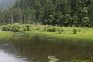 宁静河畔的绿意自然风光