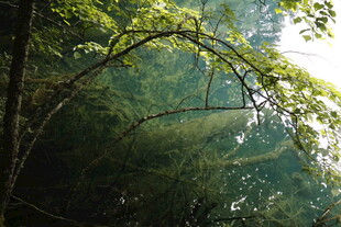 阳光穿透茂密森林景象