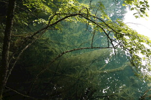 林间阳光洒落的静谧森林